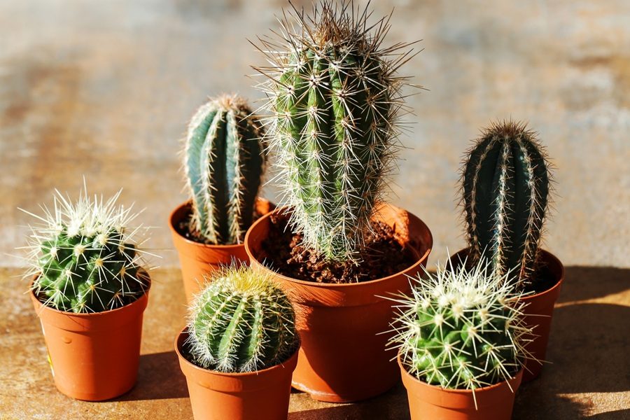 plantas de sol