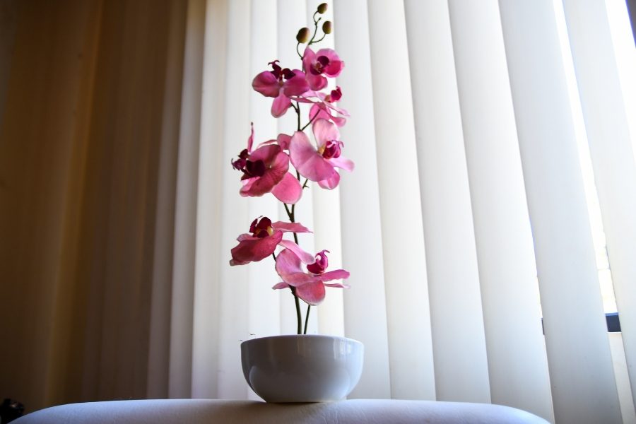 plantas para quartos ambiente