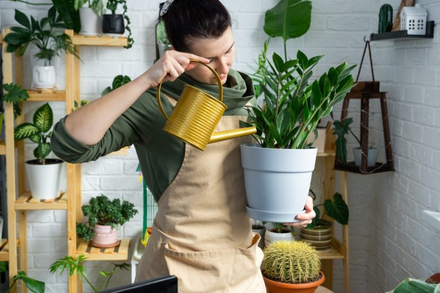 plantas para quartos melhores