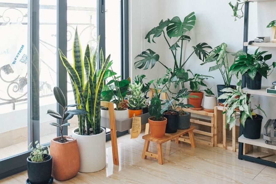 plantas que não precisam de sol 2