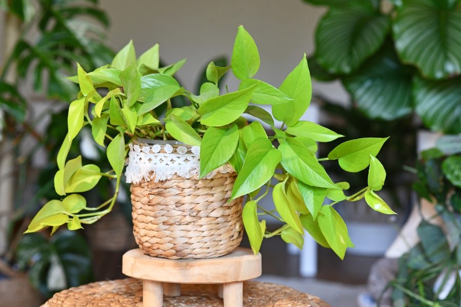 plantas trepadeiras dentro