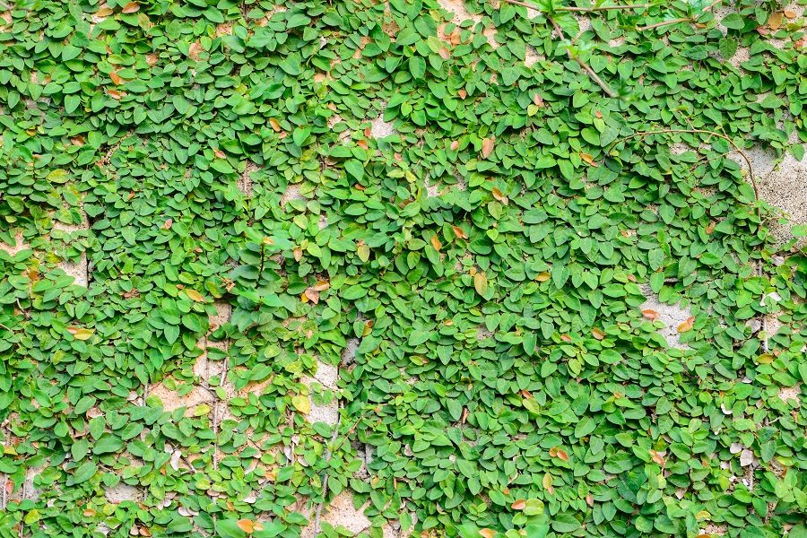 Plantas trepadeiras
