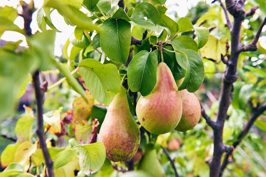 Podar oliveiras