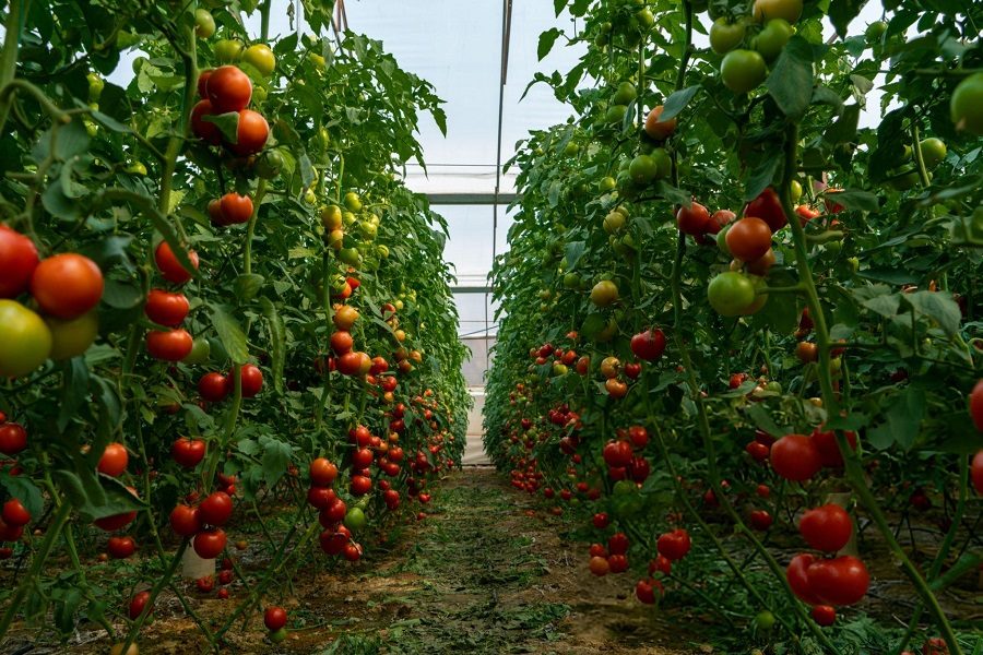 Tomates