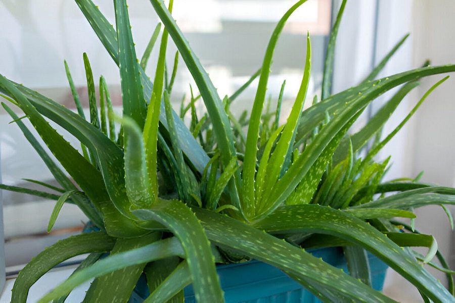 Aloe vera planta verdadeira
