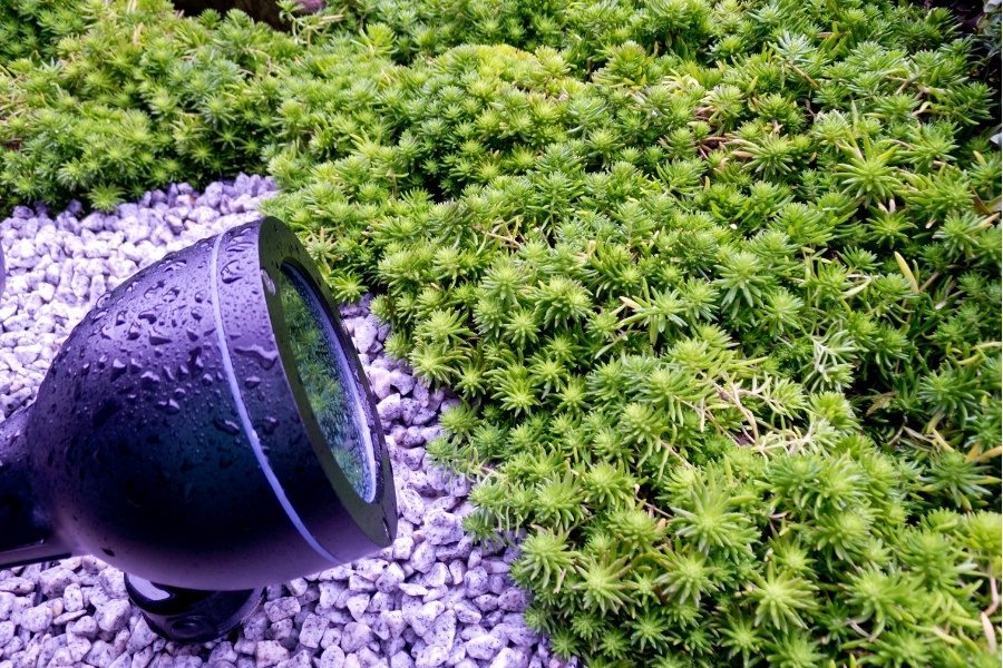 Como escolher a melhor lâmpada para as suas plantas