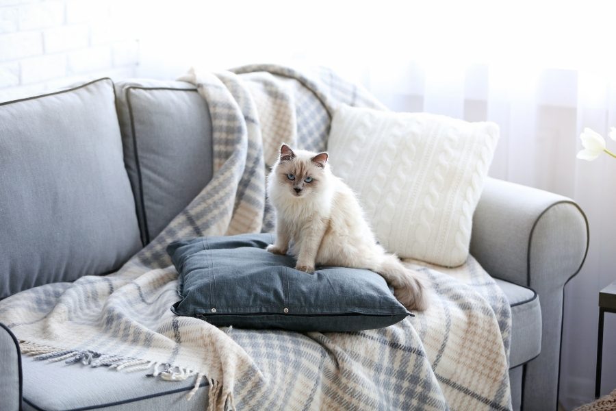 Como proteger o sofá dos gatos