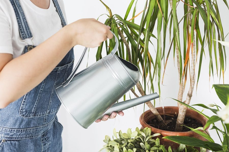 como regar as plantas