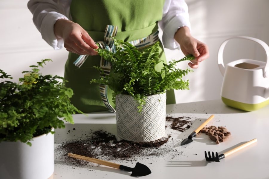 Cuidados específicos para diferentes tipos de plantas