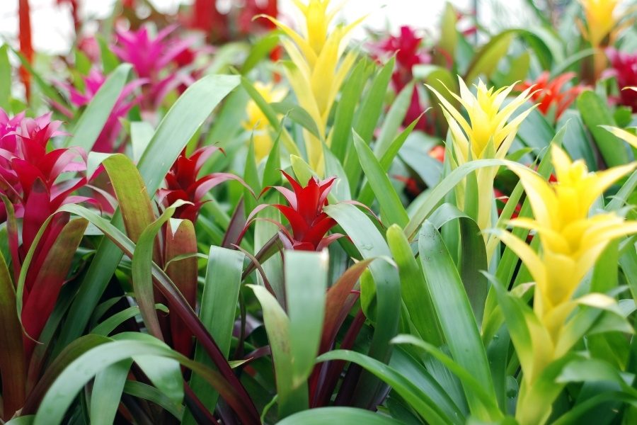 Cuidados essenciais para bromélias saudáveis