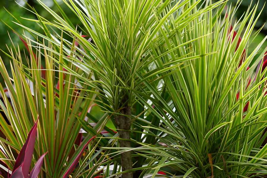 Dracaena reflexa