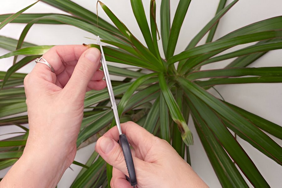 Dracenas variedades