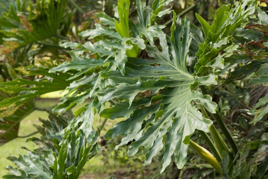 Philodendron bipinnatifidum