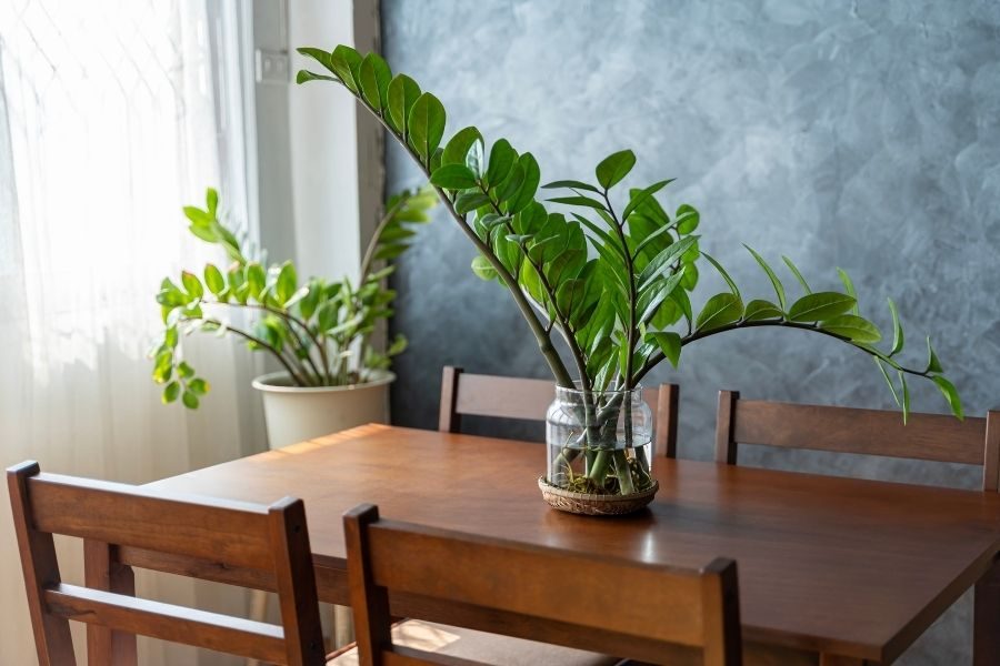 Zamioculcas Zamiifolia