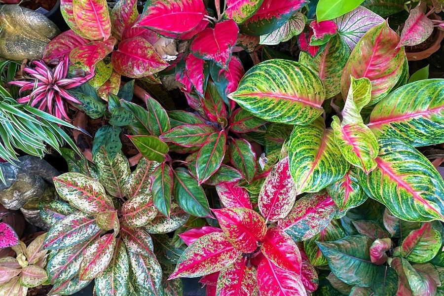 Aglaonema