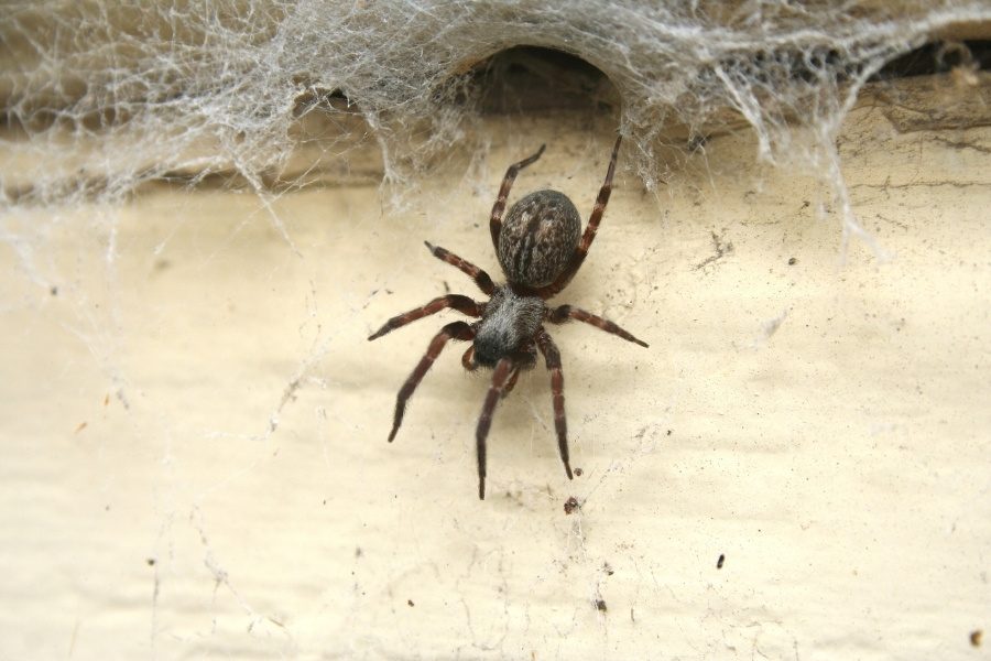Como evitar aranhas em casa