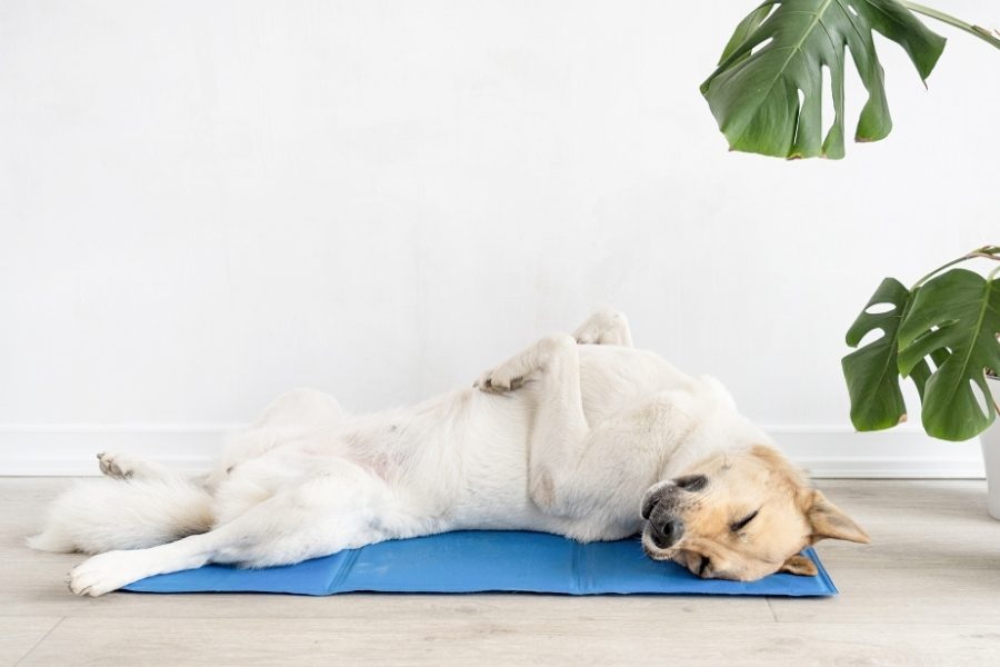 Dicas para refrescar animais no calor