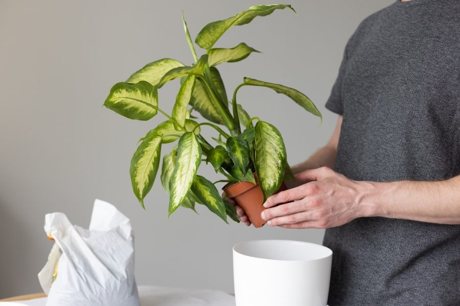 dieffenbachia