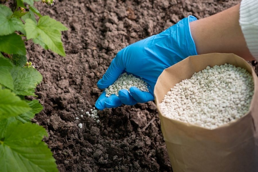 Levedura de cerveja vs. fertilizantes químicos