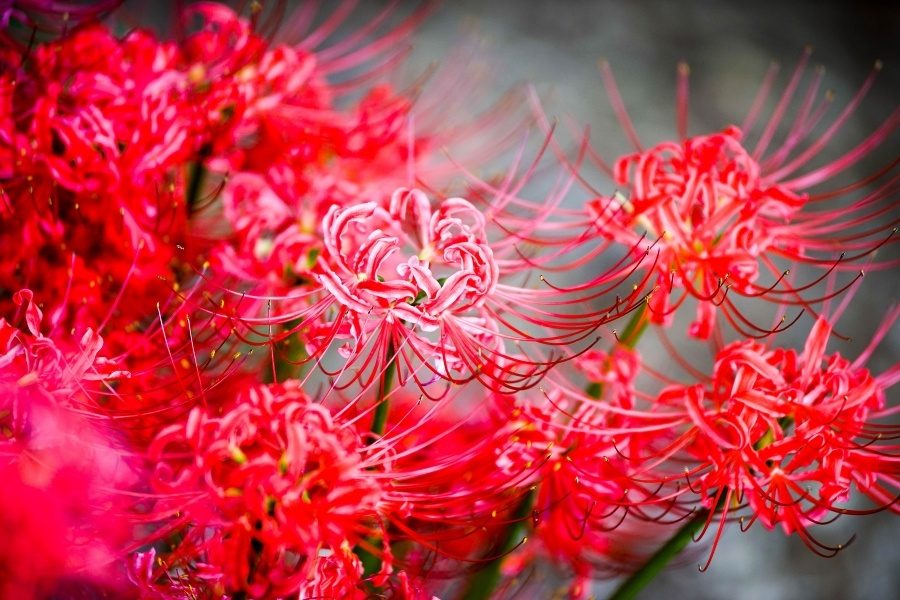Lycoris radiata
