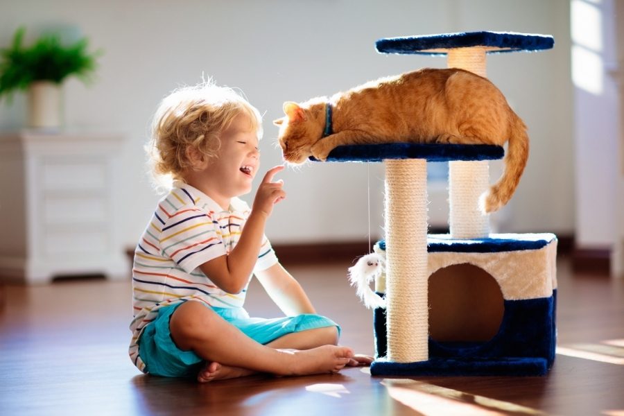 móveis para gatos