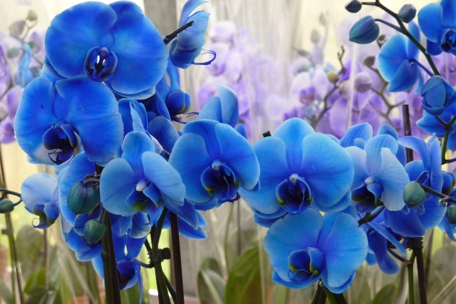 Orquídeas raras