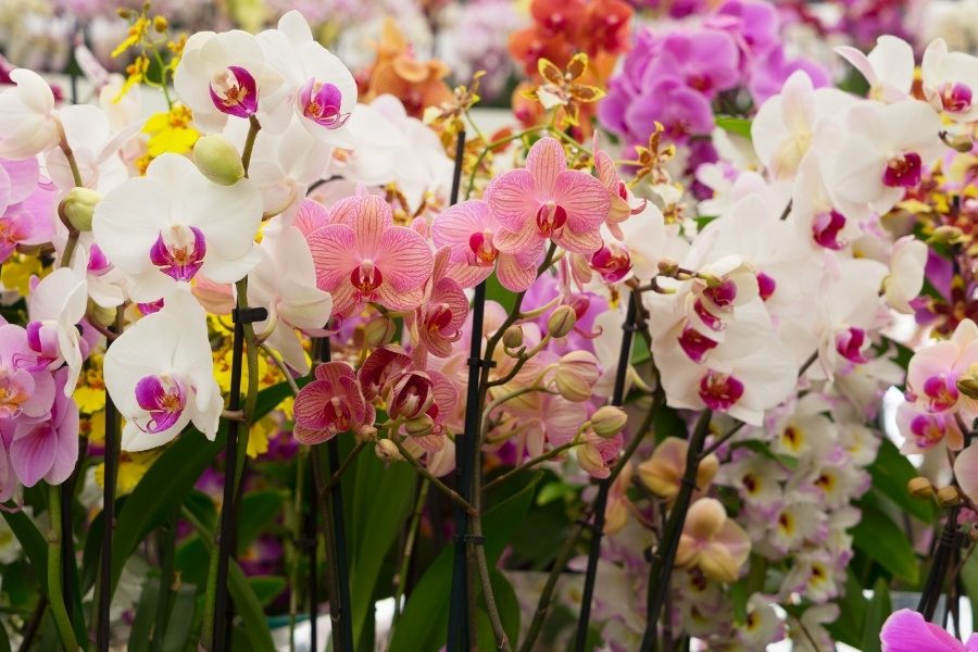 orquideas