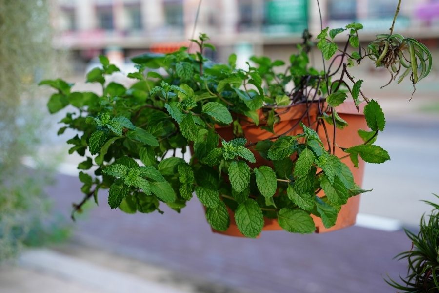 plantas pendentes