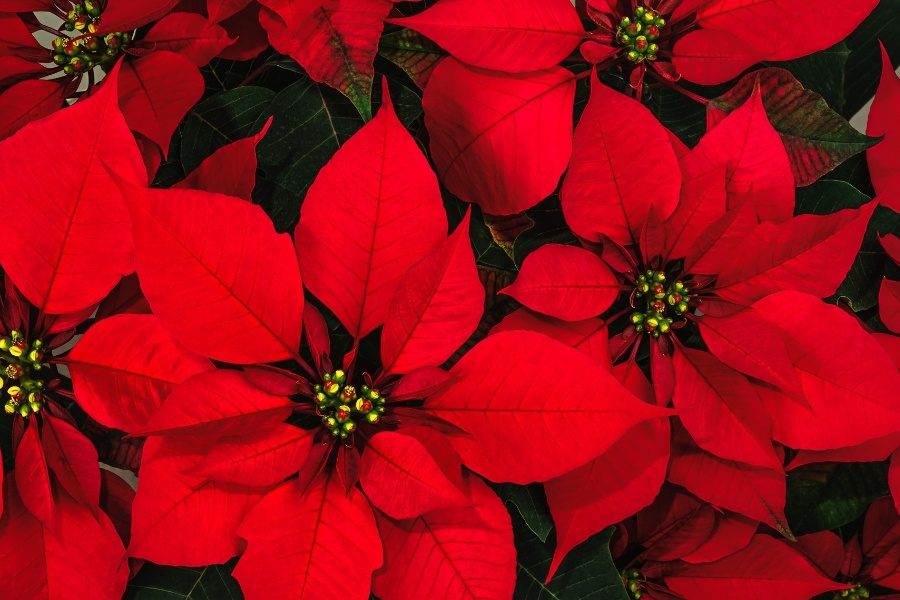 4. Estrela de natal