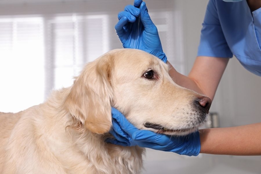 A acupuntura como terapia na medicina veterinária