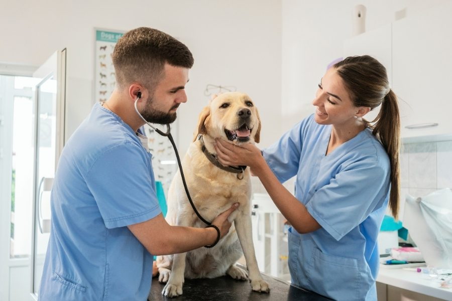 acupuntura veterinária