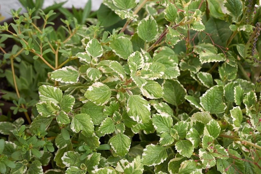 Como cuidar da planta do incenso