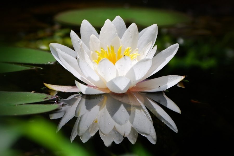 Como plantar flor de lótus