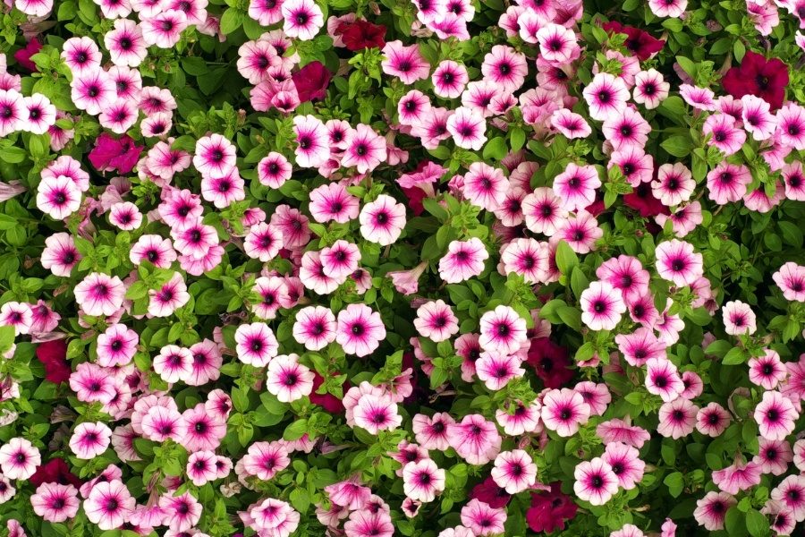 Cultivo de petúnias