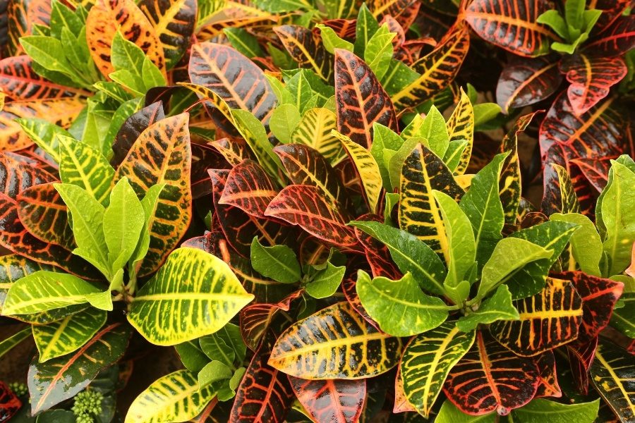 Decoração e bem-estar