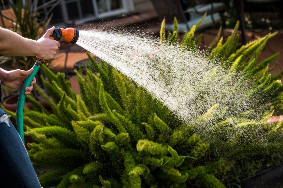 Dicas de rega para plantas de rua no inverno