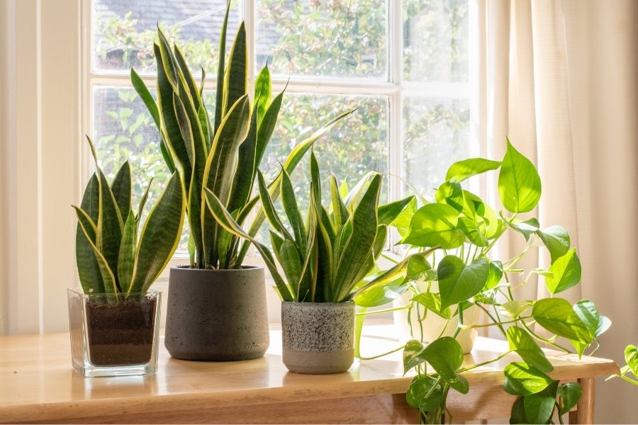 Elementos naturais como aliados