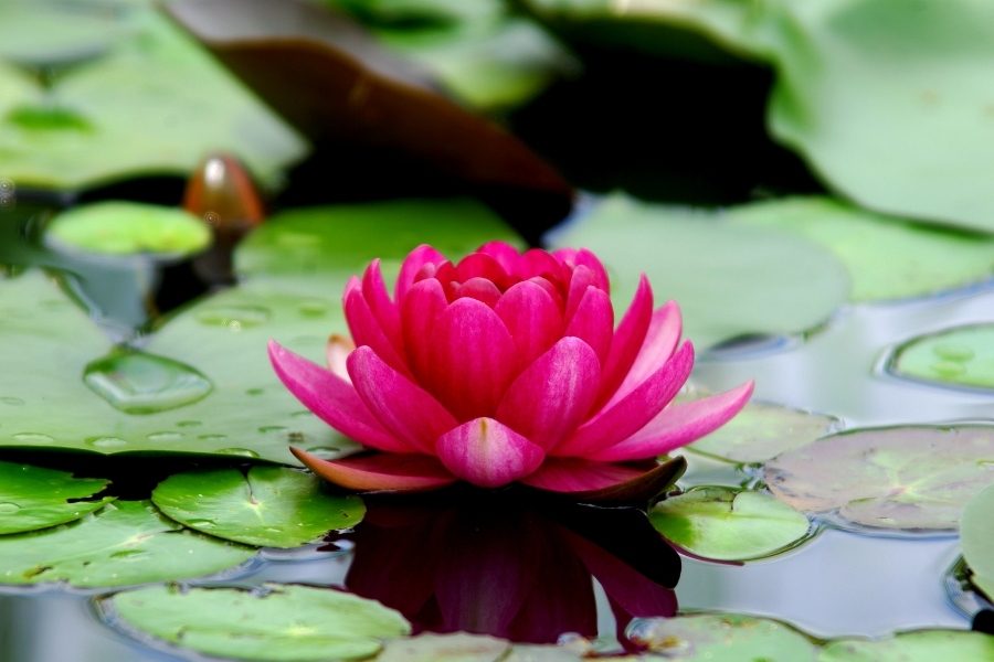 flor de lotus