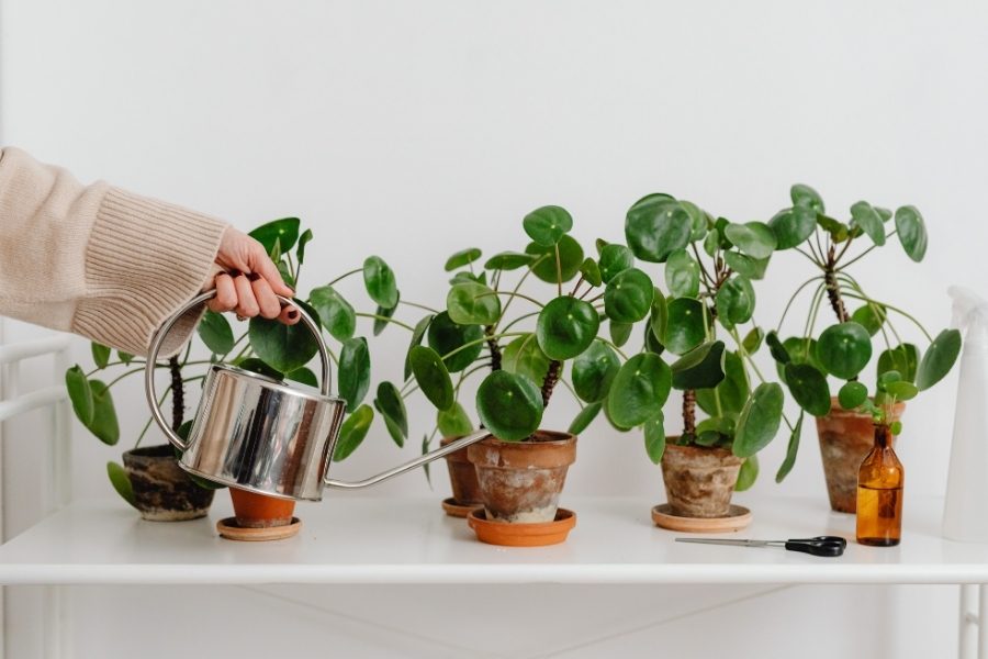 pilea peperomioides