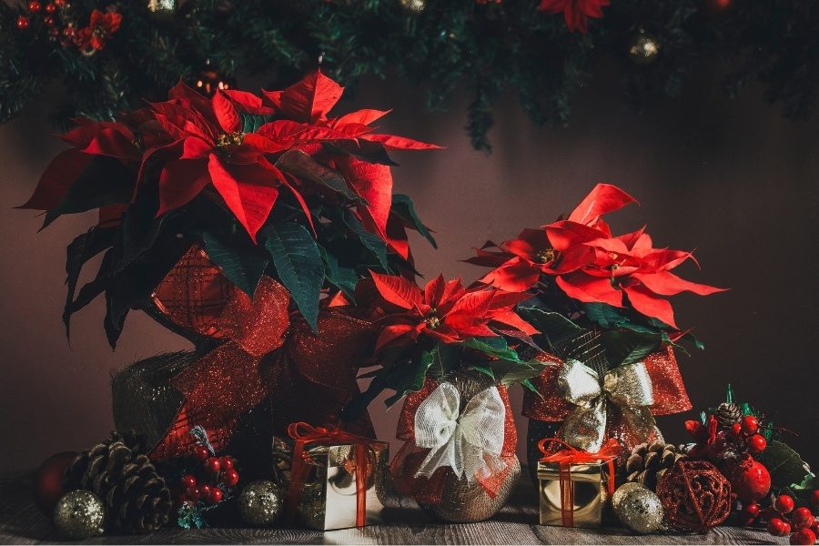 plantas de natal