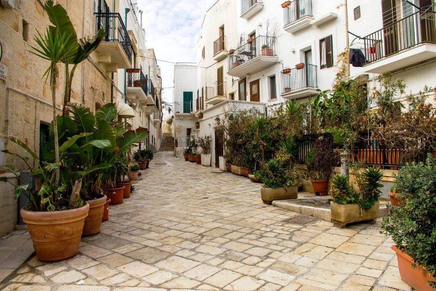 plantas de rua