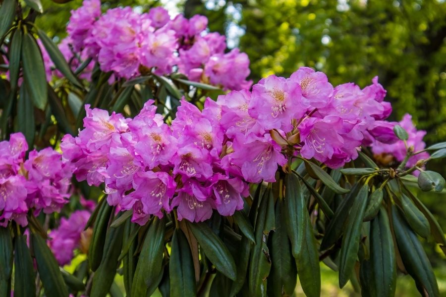 Rododendro e azáleas