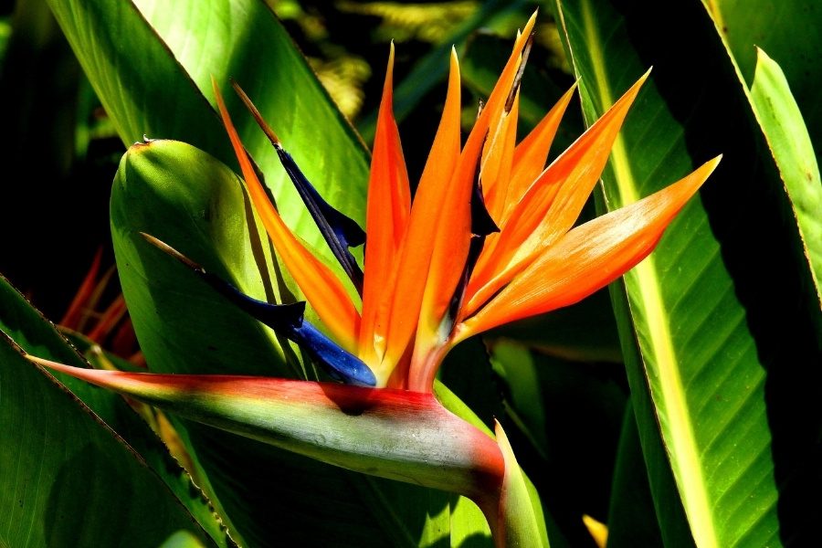 strelitzia nicolai