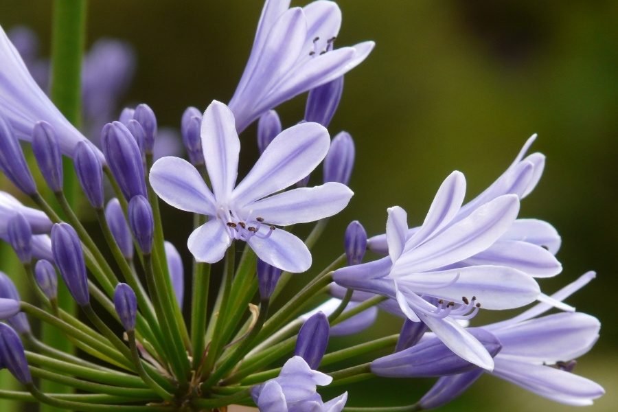 Agapanthus em vasos