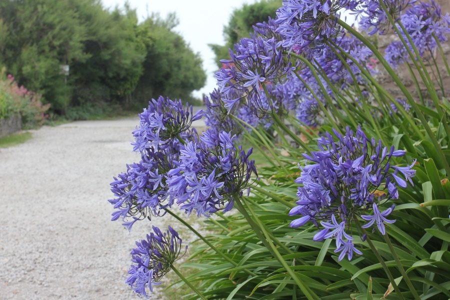 Agapanthus