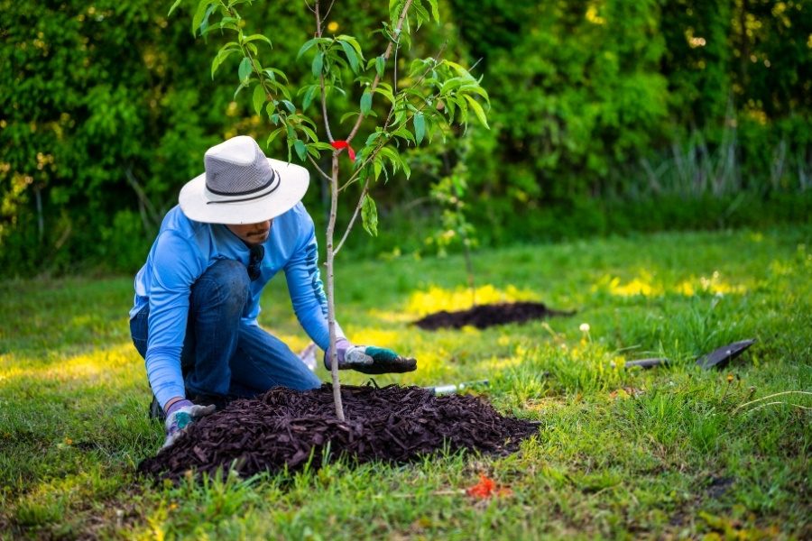 Benefícios do mulching para o seu jardim