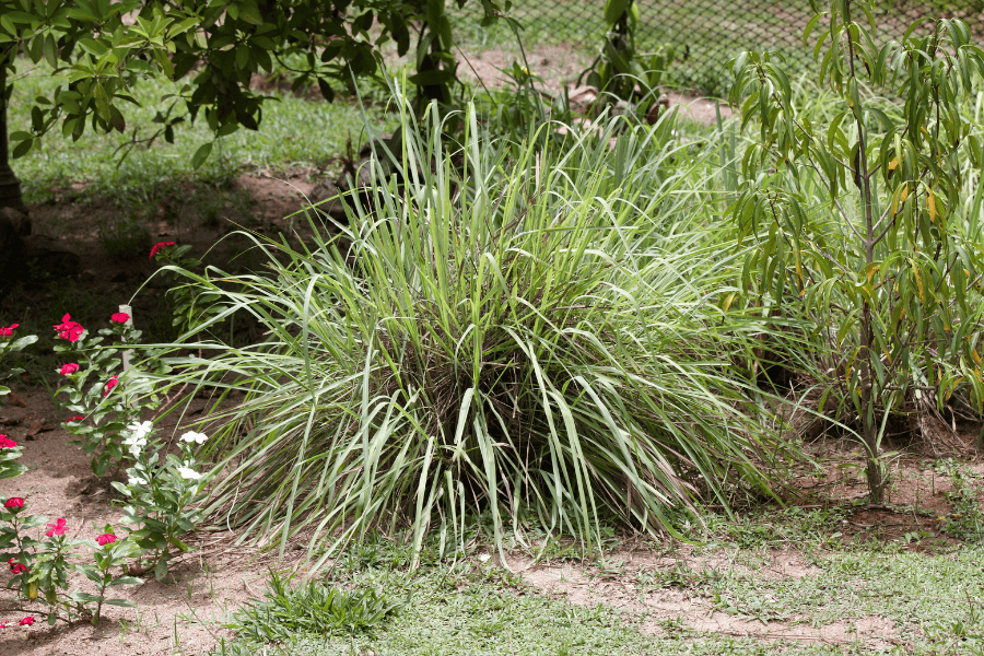 citronela