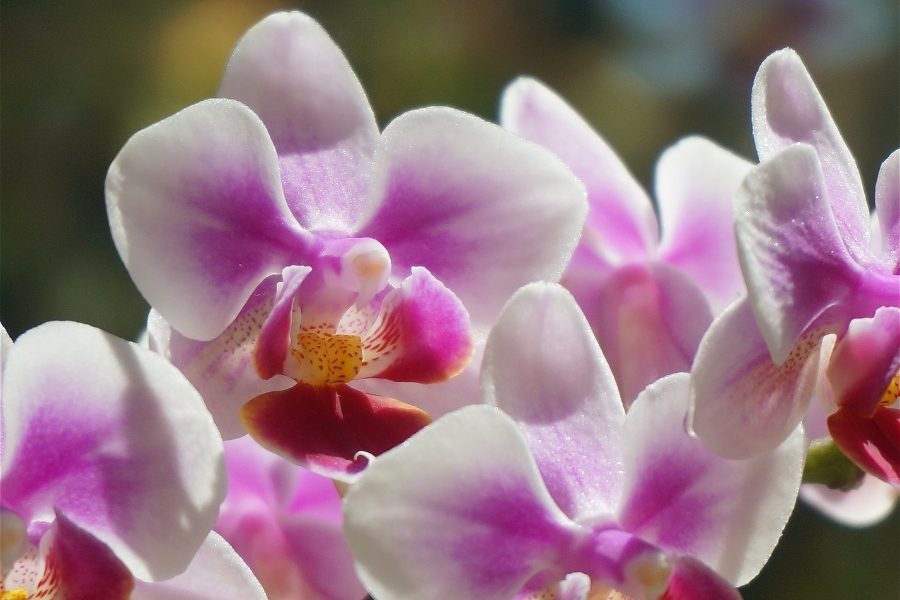Como cuidar da orquídea borboleta