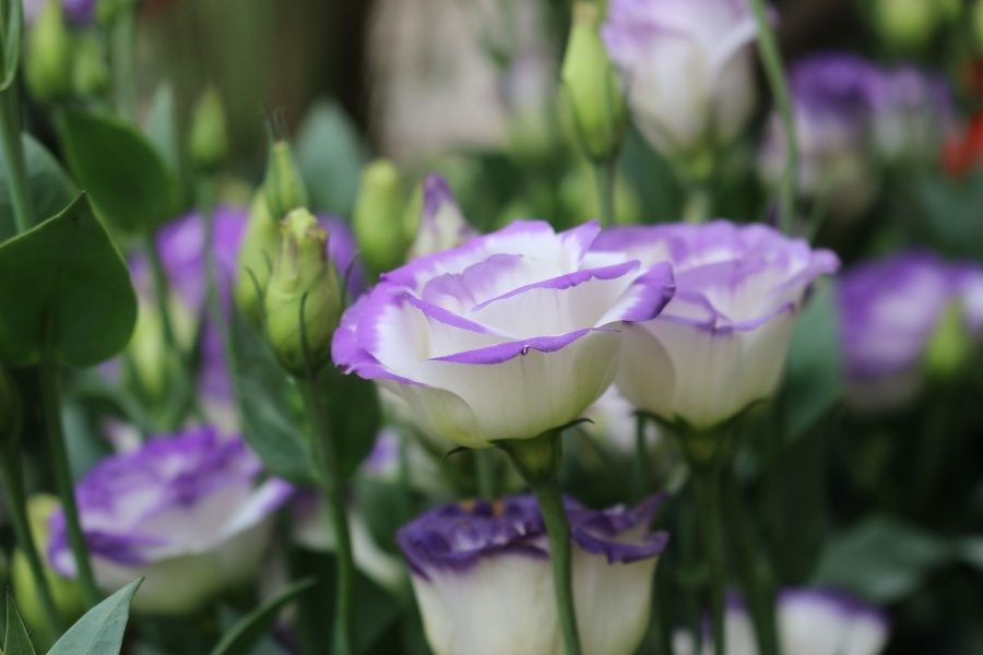 Como cuidar de eustoma