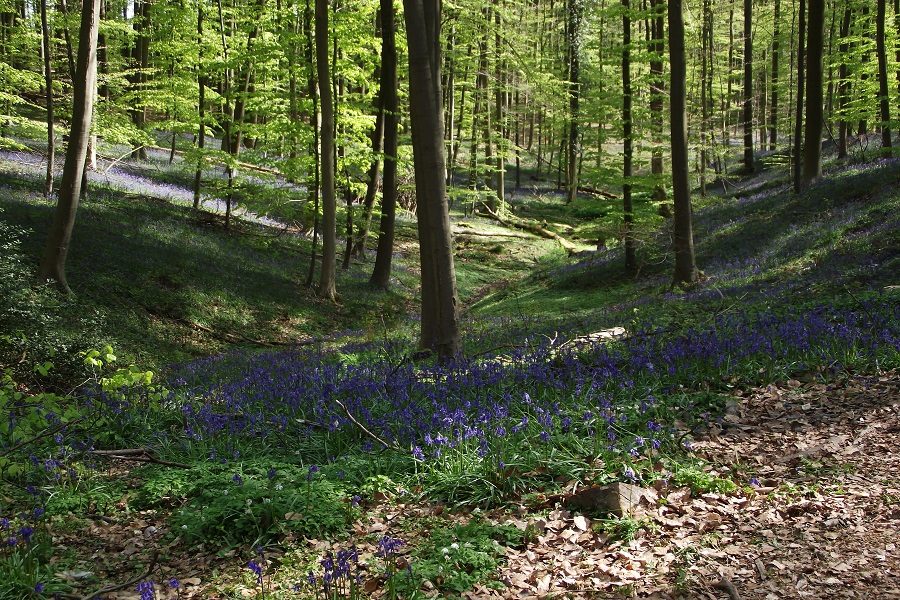Hallerbos